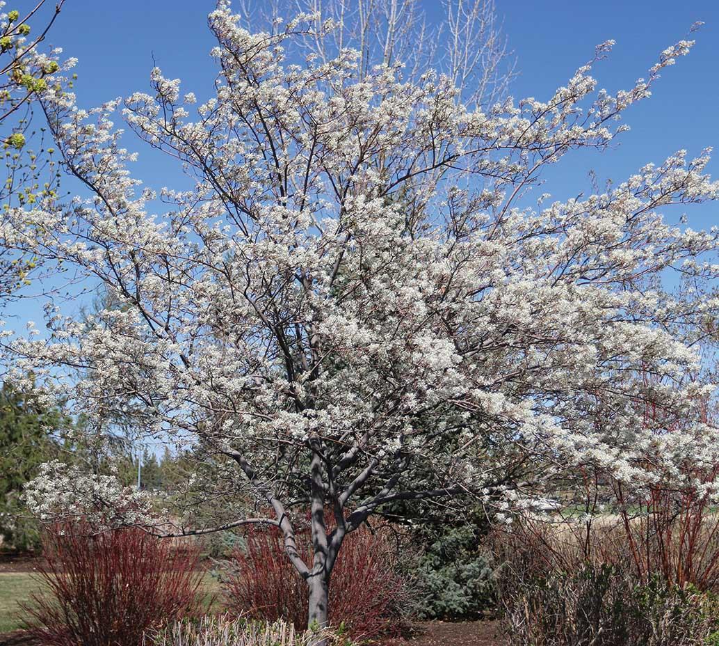 large tree with small white flowers in spring no leaves