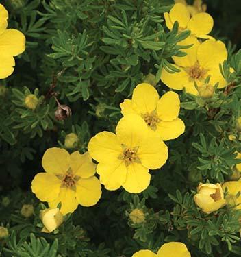 bright yellow flowers with rounded petals