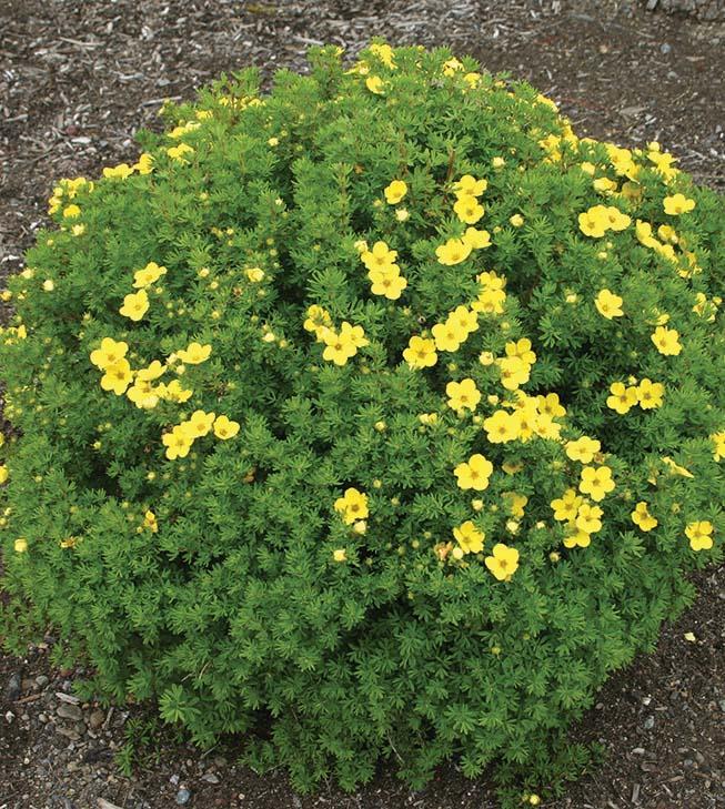 round shrub with small bright yellow round flowers