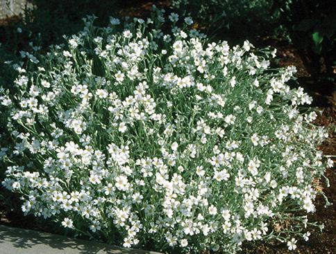 rounded mound of foliage covered with small white flowers