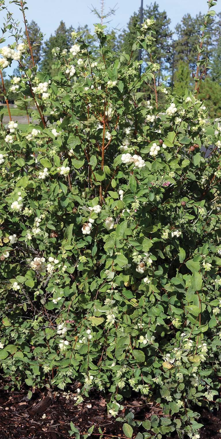 tall green bush with white berries