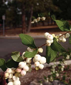 branch with clusters of white berries