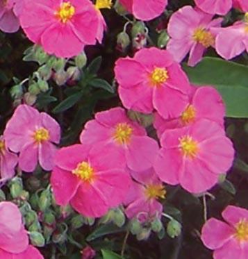 bright pink flowers with yellow centers