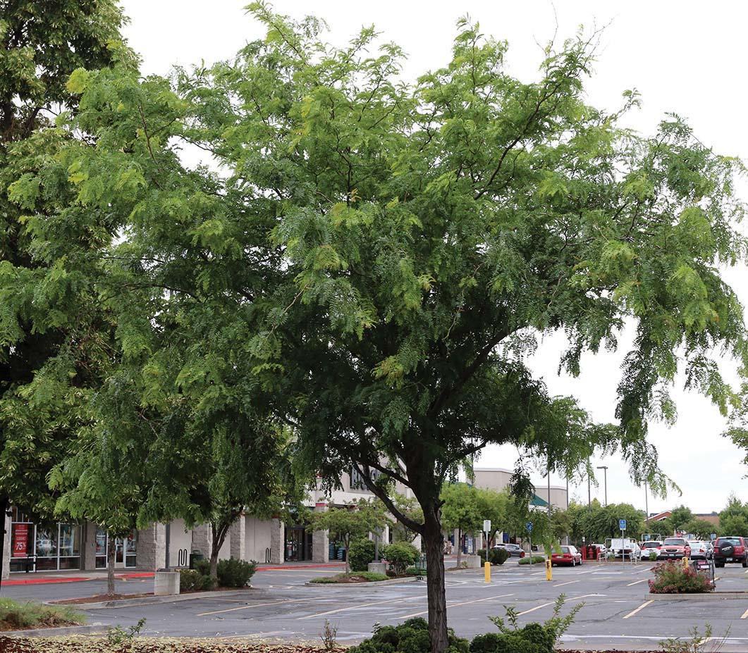 midsized tree with serrated foliage