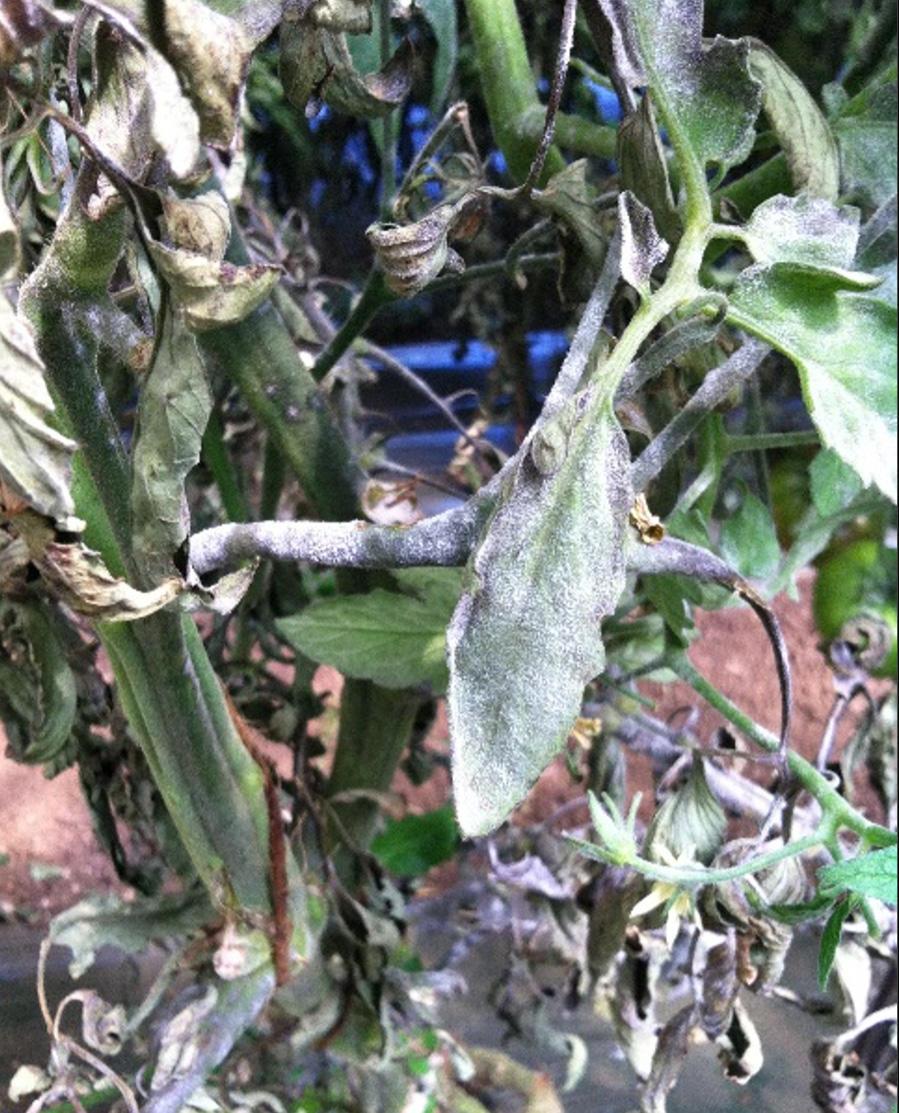 Powdery mildew infecting tomato in high tunnel production in Western Oregon in 2016.