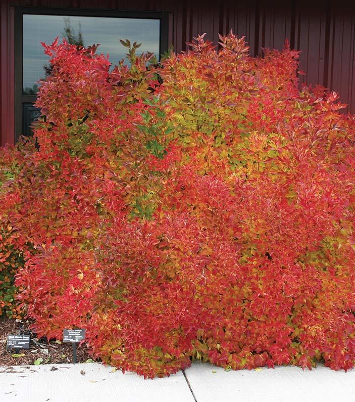 full rounded bush with fall foliage in shades of orange