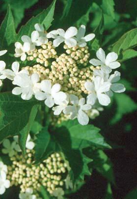 white flower cluster with tighter white center