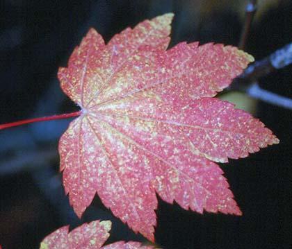 reddish maple leaf with pointy lobes speckled yellow
