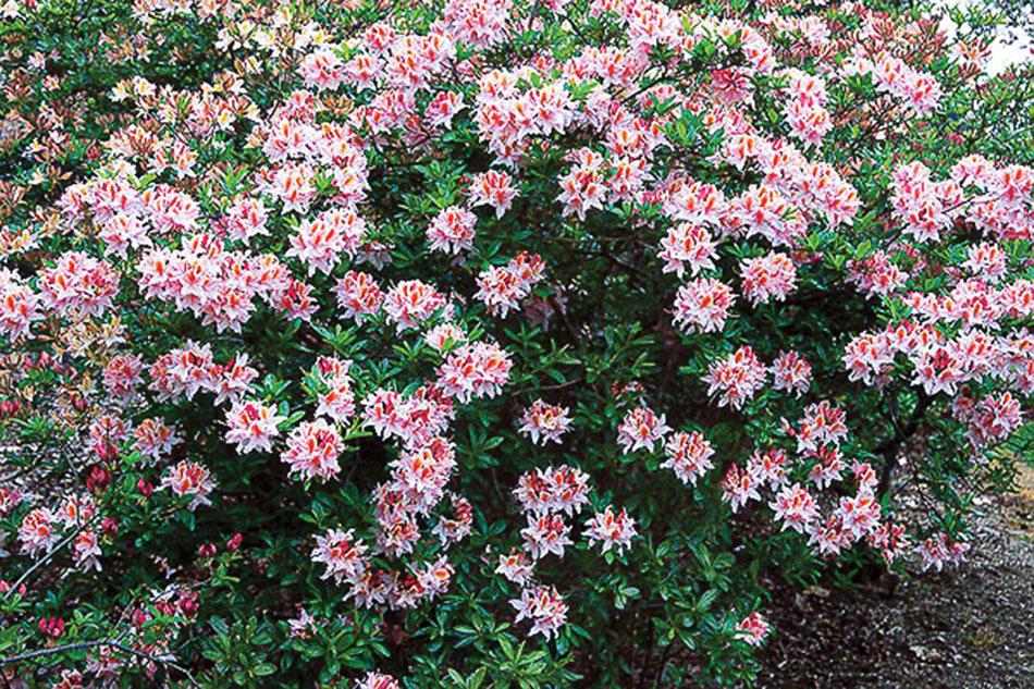 bush with bright pink flower clusters edged in white