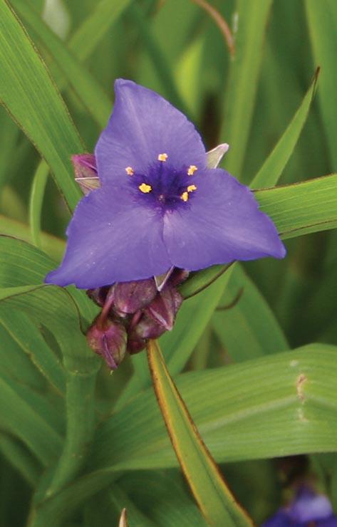 purple triangular flower with tiny yellow stamens