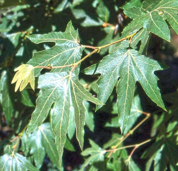 branch end with three, five-lobed pointy leaves similar to sweetgum