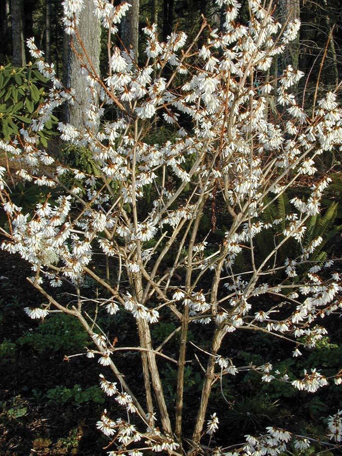 masses of small white flowers on bare branches