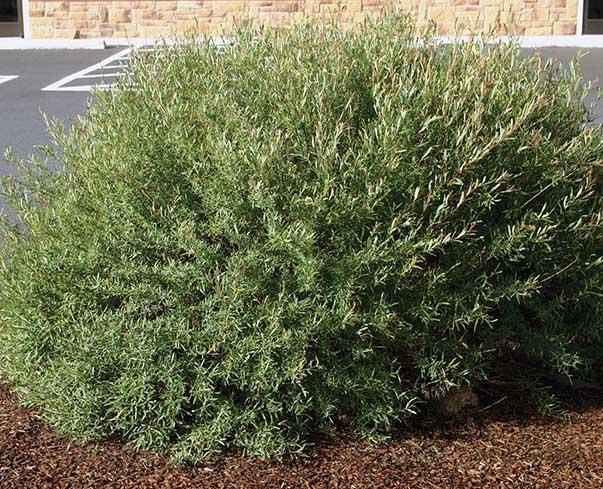 small round bush with small gray-green leaves