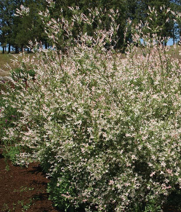 tall shrub with small white and pink dappled foliage