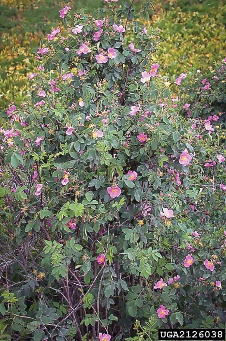 tall bush with light pink flowers
