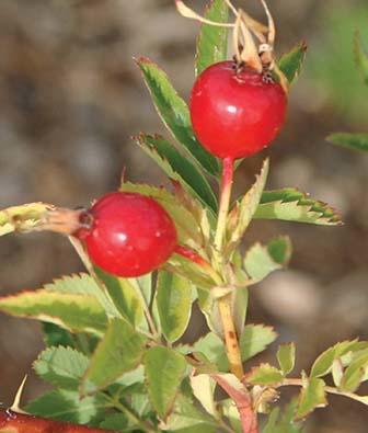 ball-shaped red rosehip and rose leaves