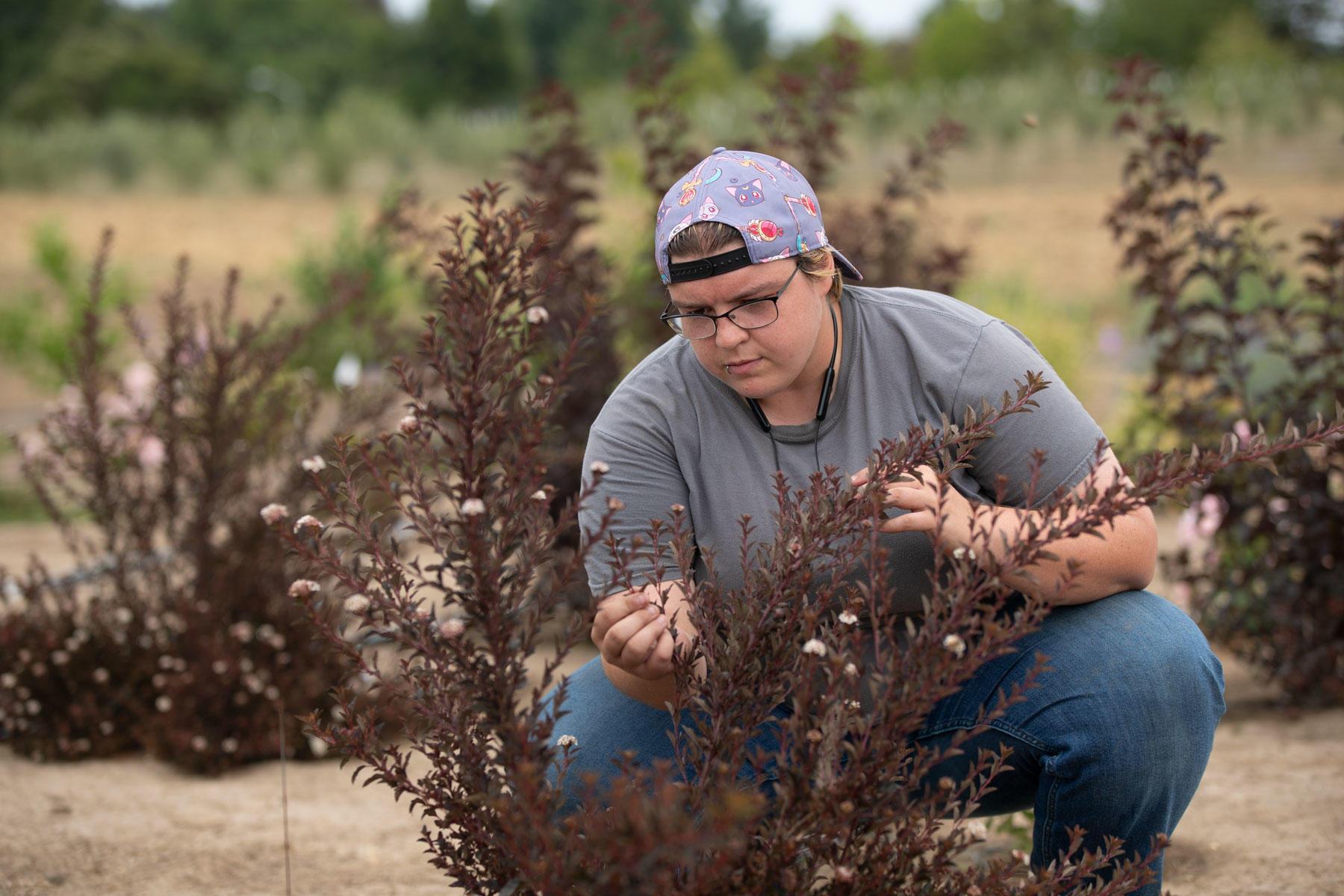 Sydney Eskew, a student employee in the Nackley Lab, inspects flower quality on a Little Devil ninebark shrub in a climate-ready landscape plant trial.