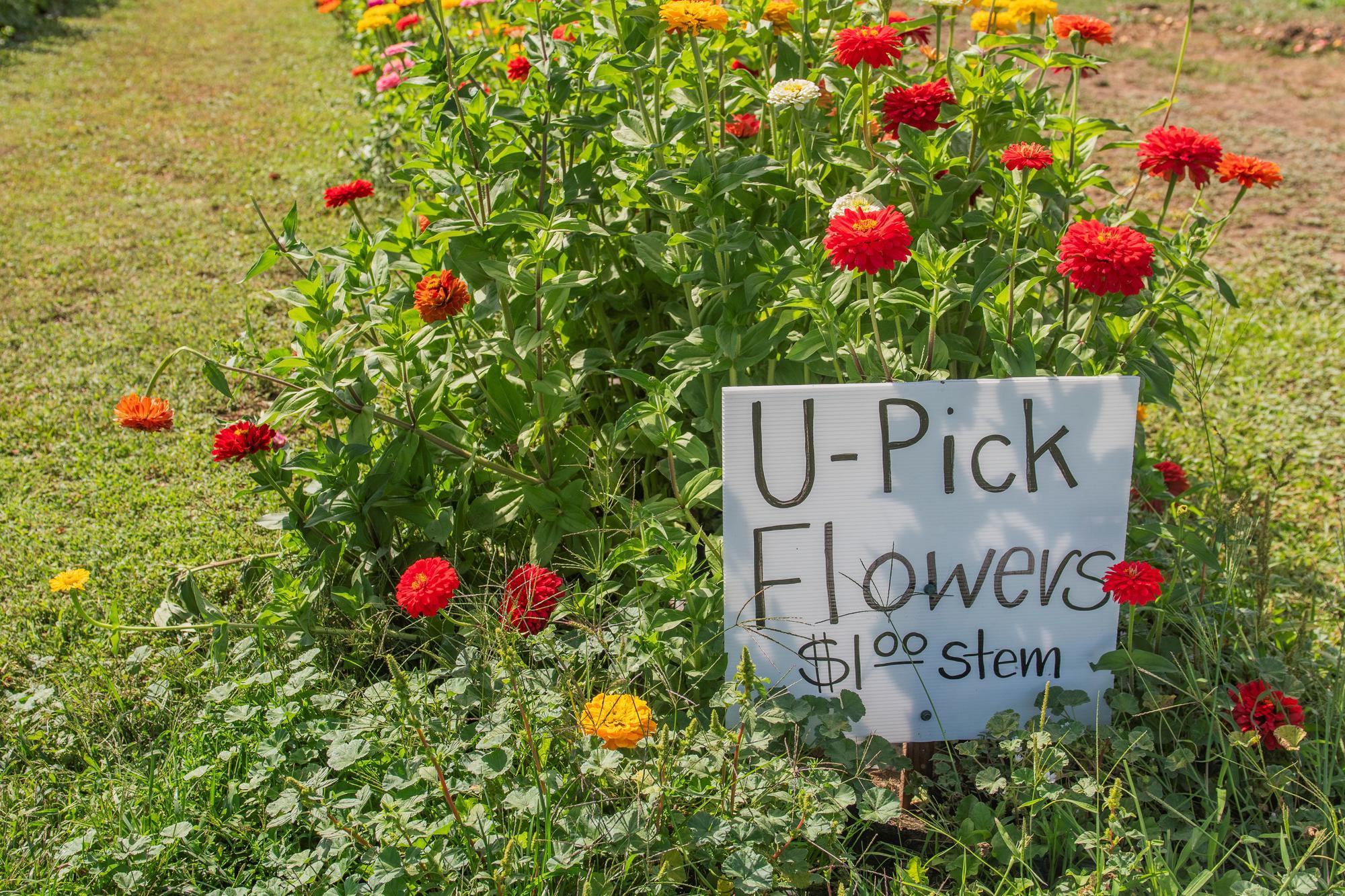A sign reading "U-pick flowers" sits in front of a bed of red and yellow zinnias