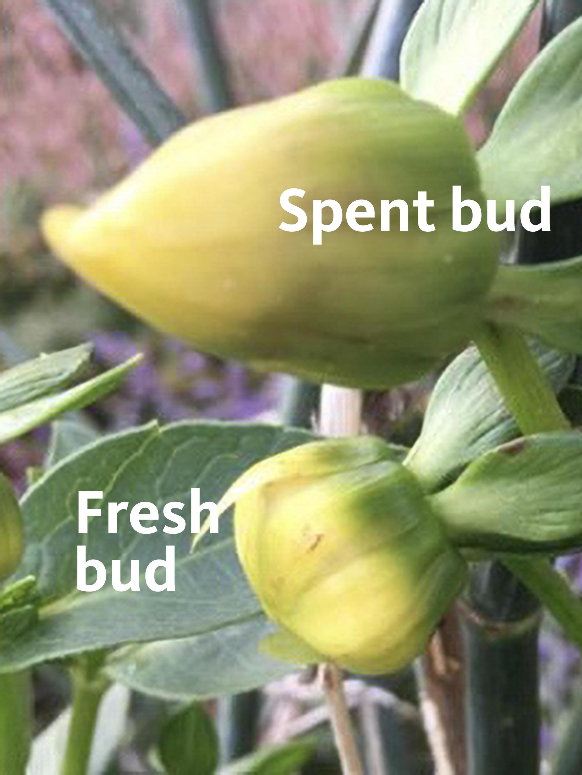 conical spent bud at top, round fresh bud below