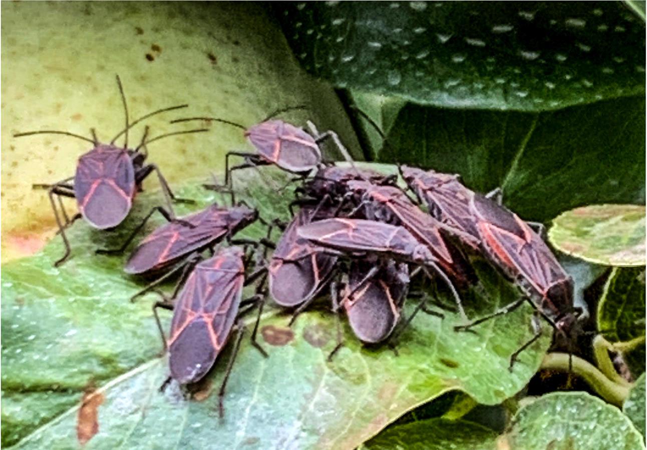 several oval-shaped black bugs with orange markings swarm a pear leaf and fruit