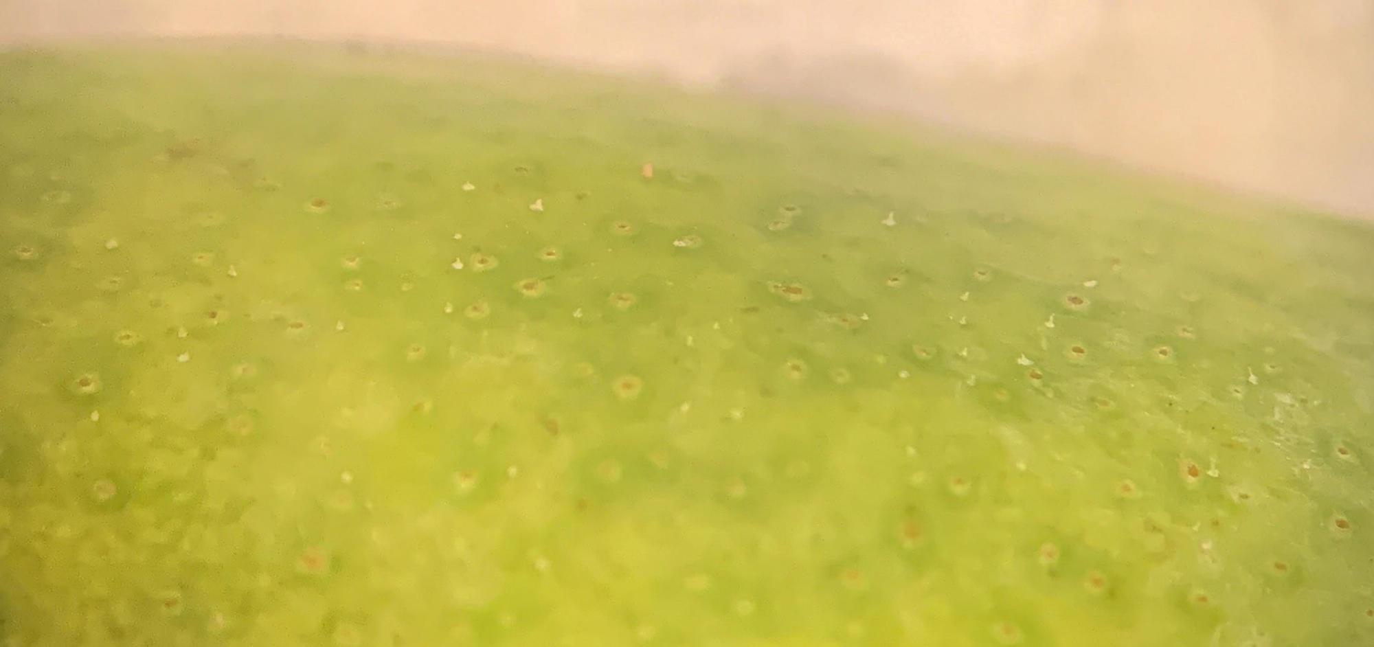 tiny spots on a section of magnified pear skin