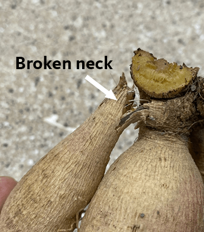 Text reading "broken neck" with arrow pointing at tuber becoming separated from rest of clump