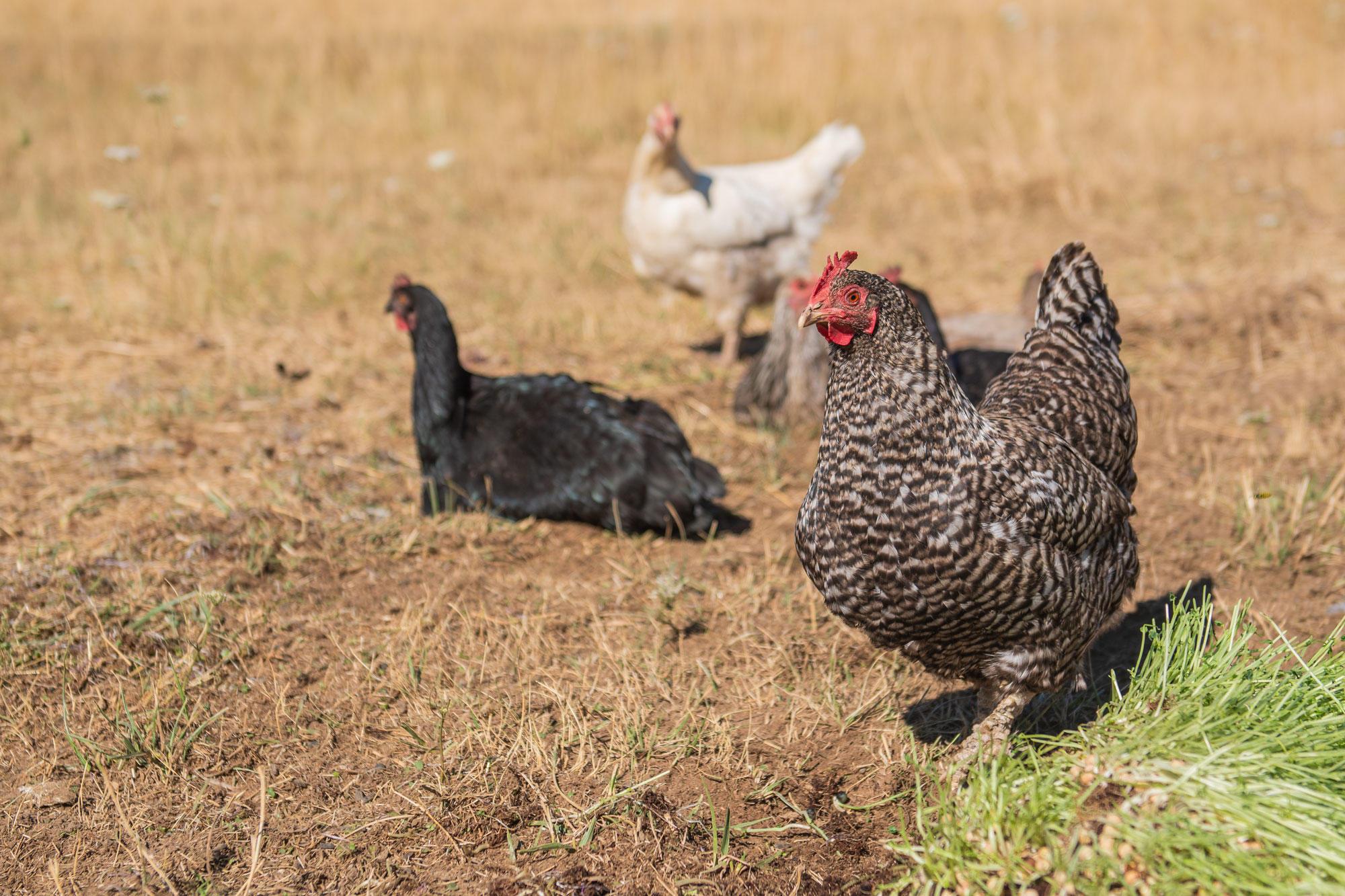 A flock of free-range laying hens.