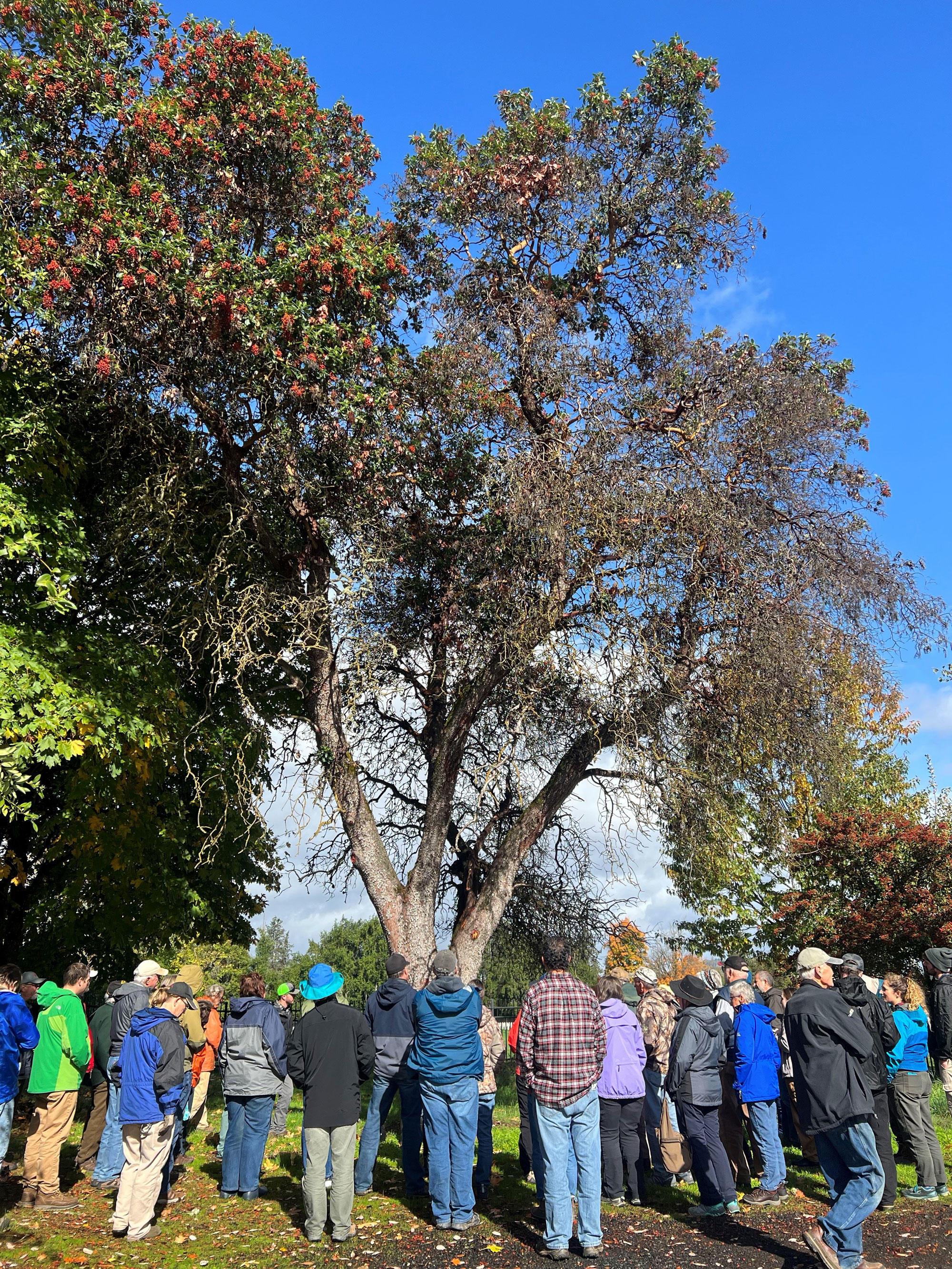Madrone workshop attendees look at a diseased madrone tree.