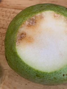 pear with top sliced off; edge of white interior marred by several brown spots