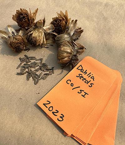 dahlia seed heads, seeds and envelopes with type and date.