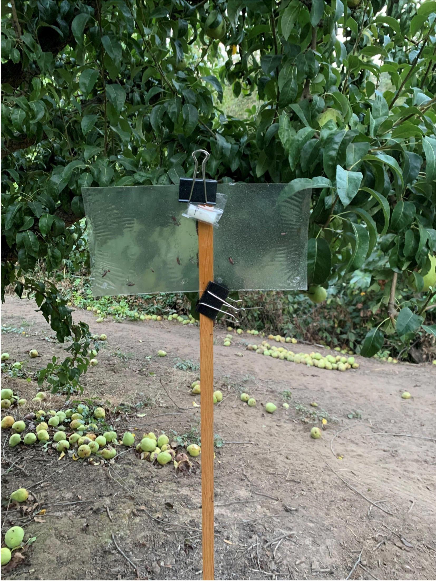 pears litter the ground in an orchard where a stake holds a rectangular sticky trap