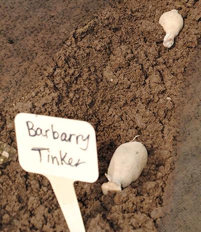 indented furrow in garden soil with two potato-like tubers and a small sign reading 'Barbarry Tinker'