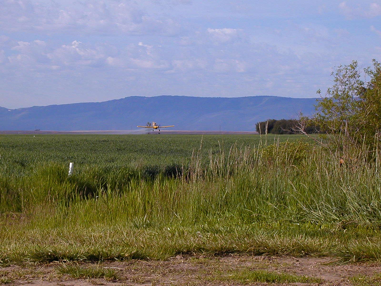 cropduster flies low over a grassy field with blue foothills in distance