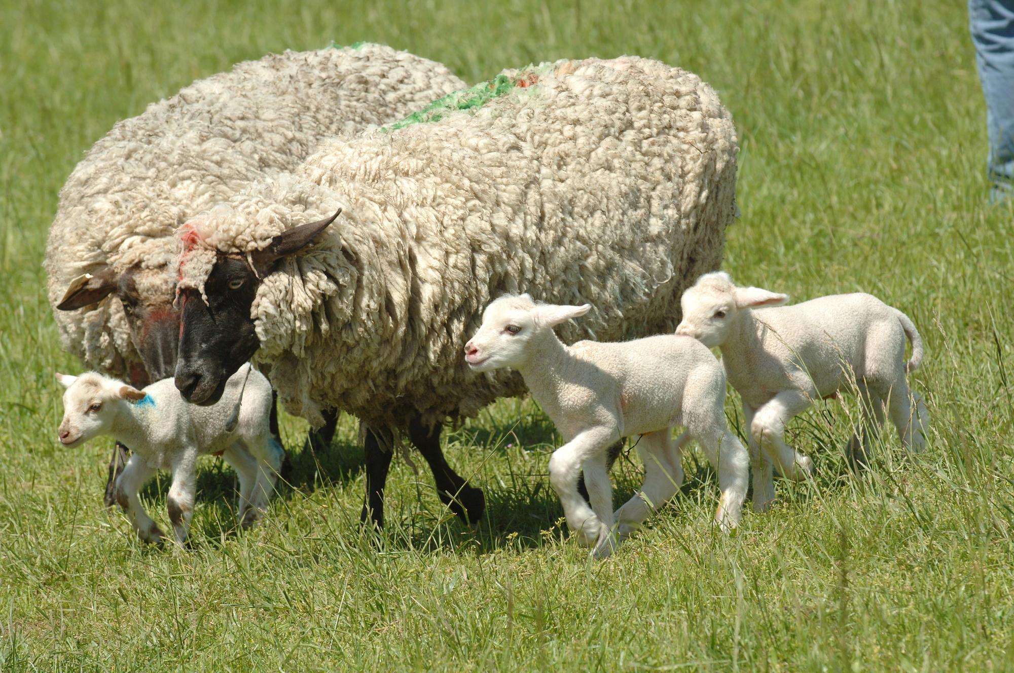 Two ewes and their lambs walk through a grassy pasture