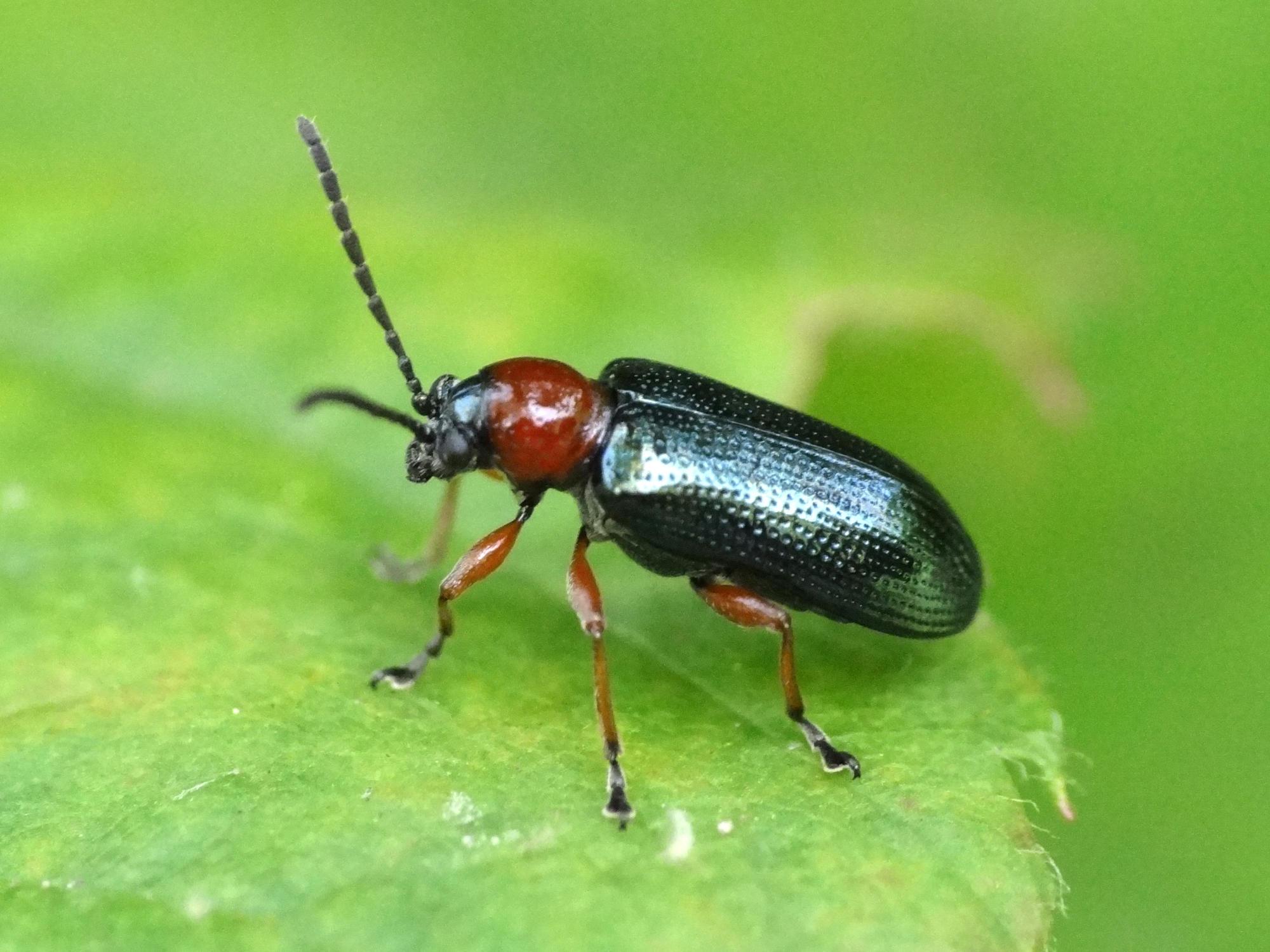 adult cereal leaf beetle on leaf