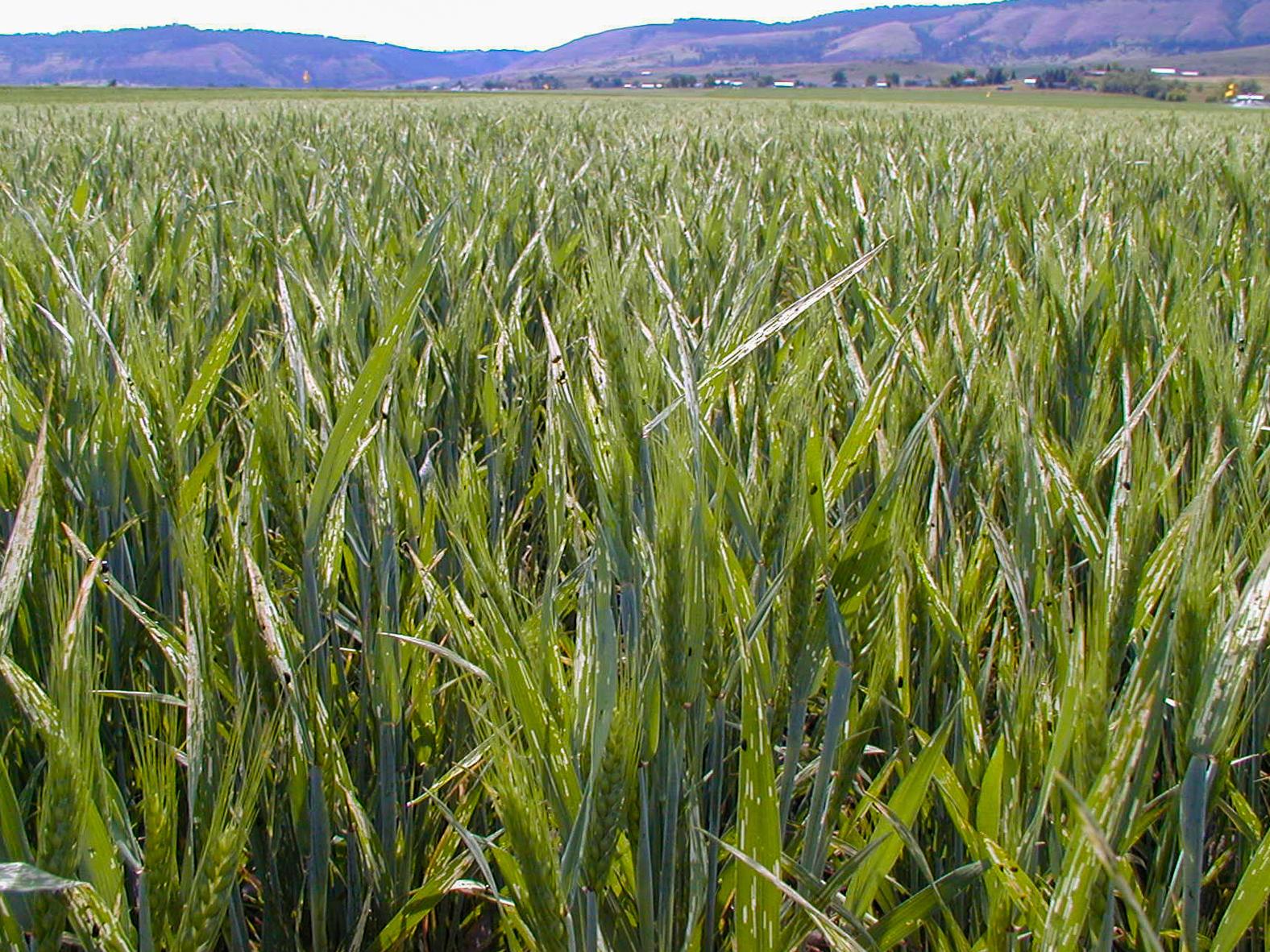 field of grass showing white marks on blades