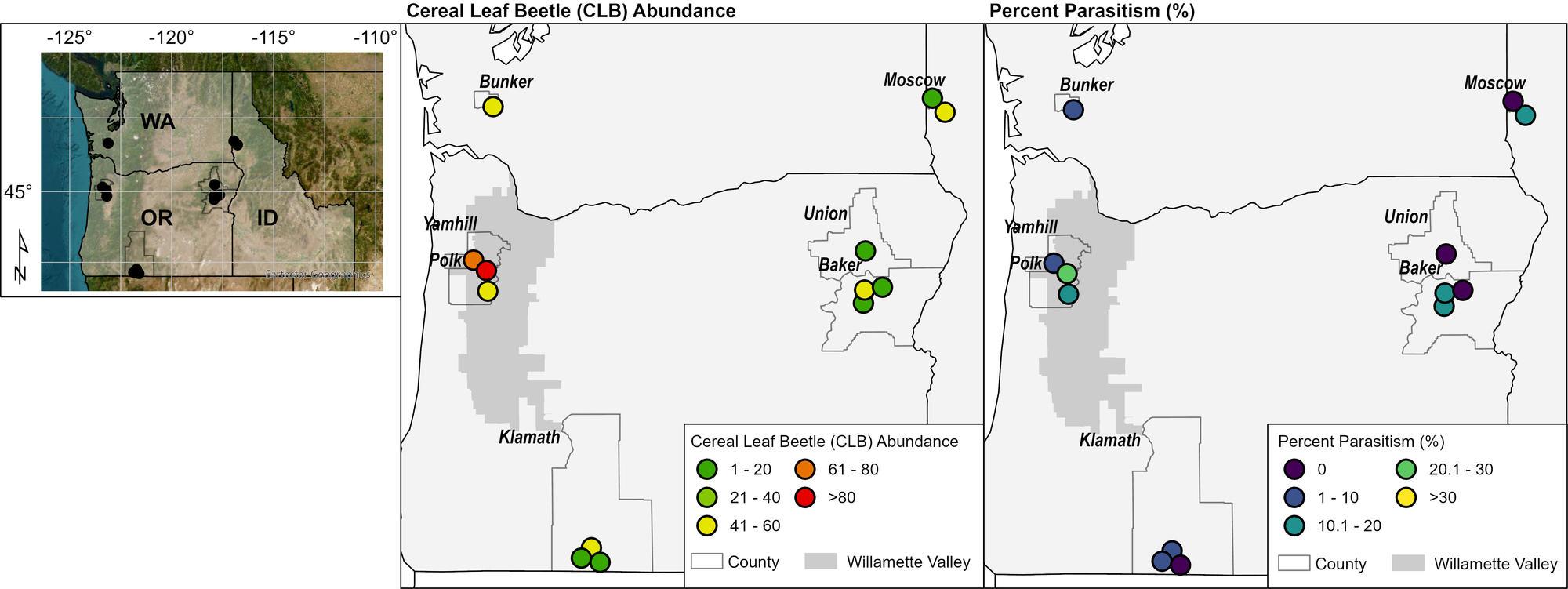 Oregon maps showing where cereal leaf beetle was most abundant (Polk and Yamhill counties) and where parasites had taken hold