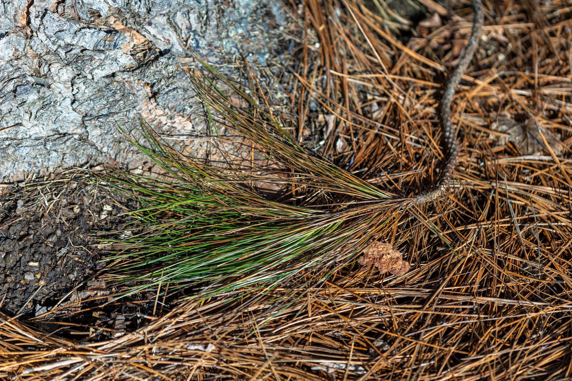 Ponderosa pine needles don't make soil more acidic.