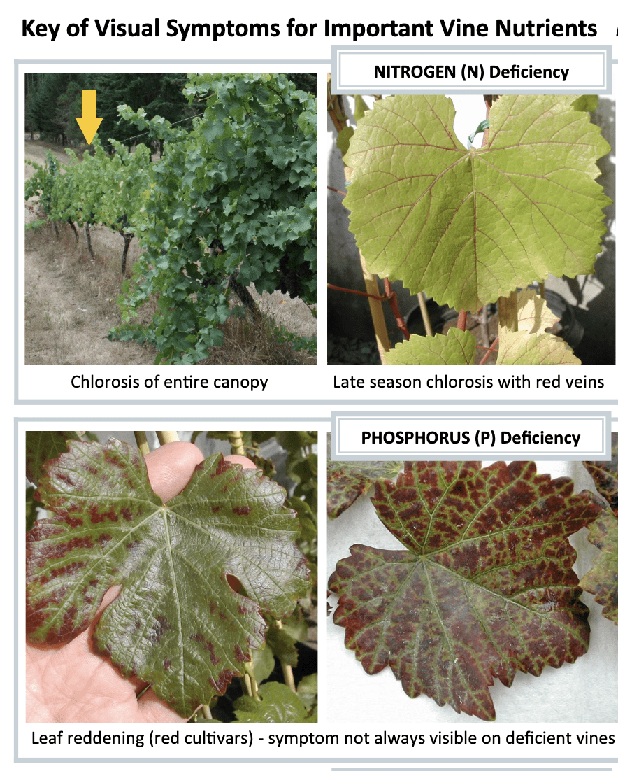 key of visual symptoms for important vine nutritients