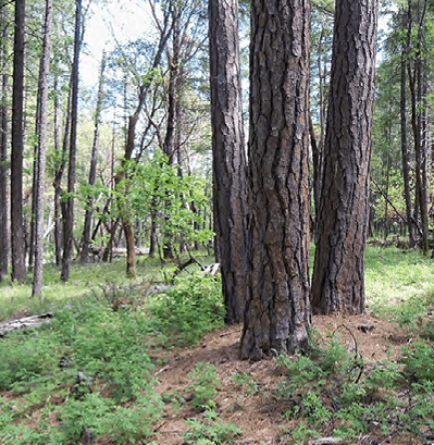 A trio of large tree trunks at the center of a stand of younger, thinner trees