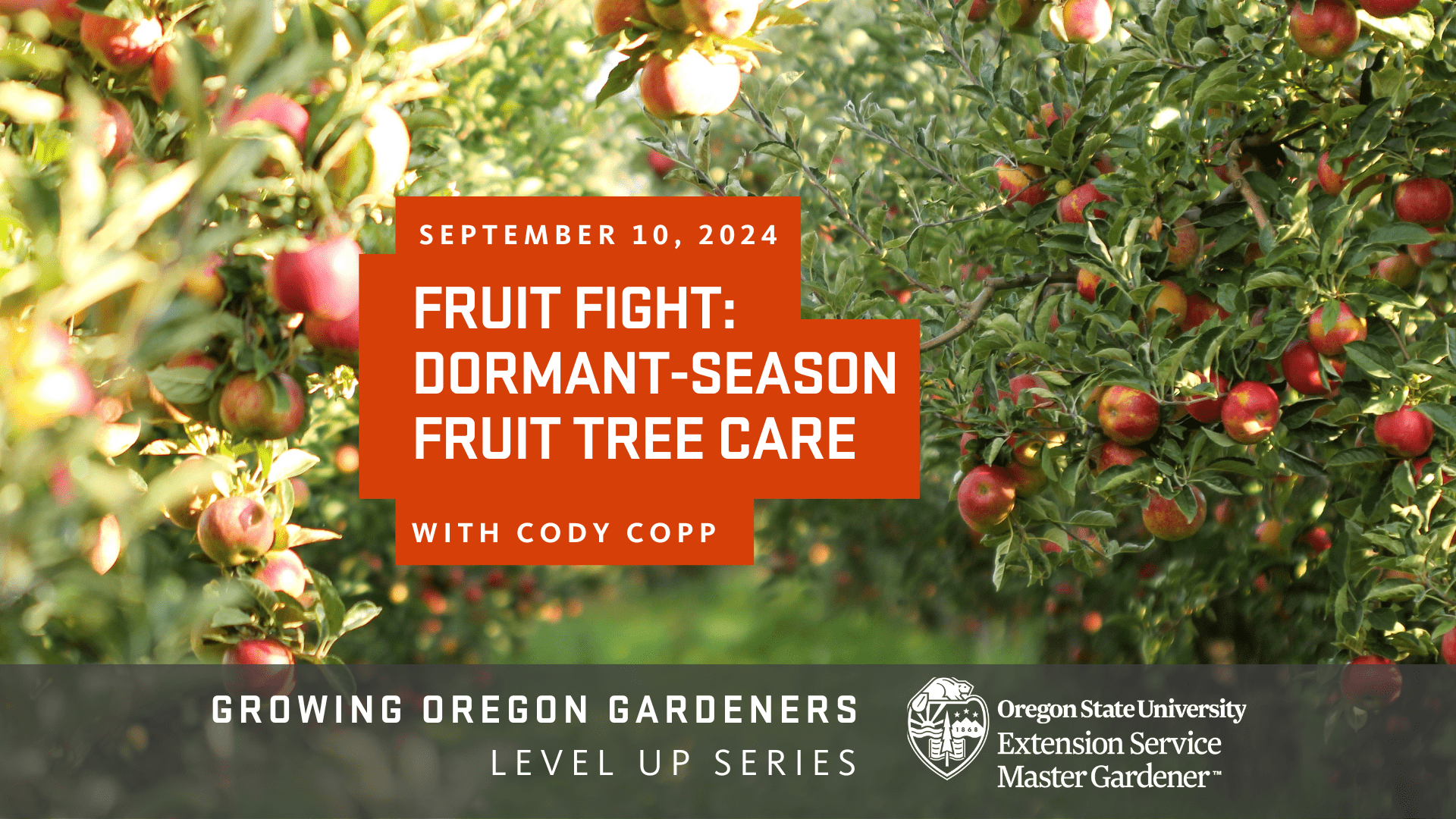 Fruit fight; dorman season fruit tree care. apple orchard hanging heavy with fruit.