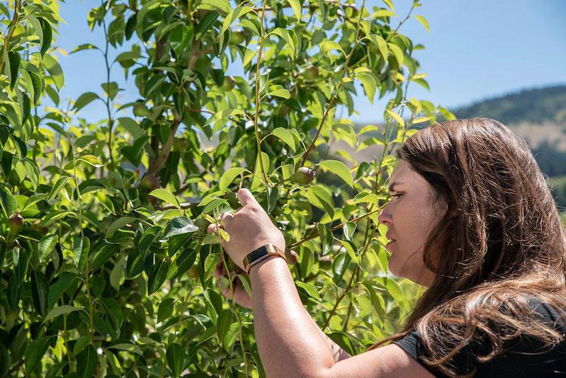 Ashley Thompson, OSU Extension tree fruit specialist, examines a pear tree for pear scab.