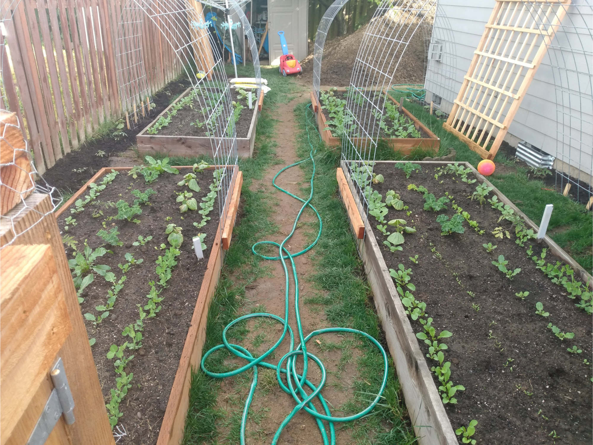 four raised garden beds with seedlings, grow supports, and green gardening hose