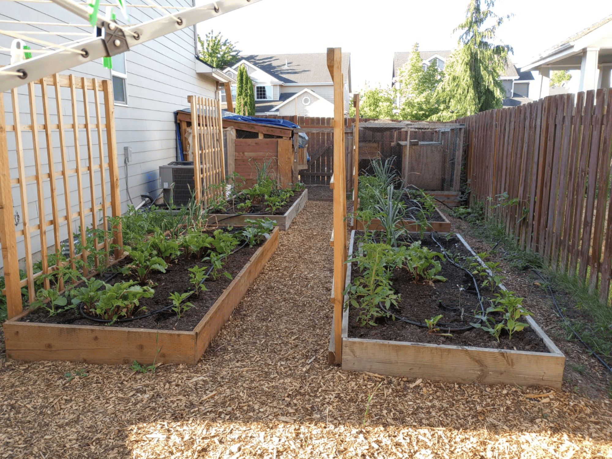 raised gardening beds with grow structure, growing plants