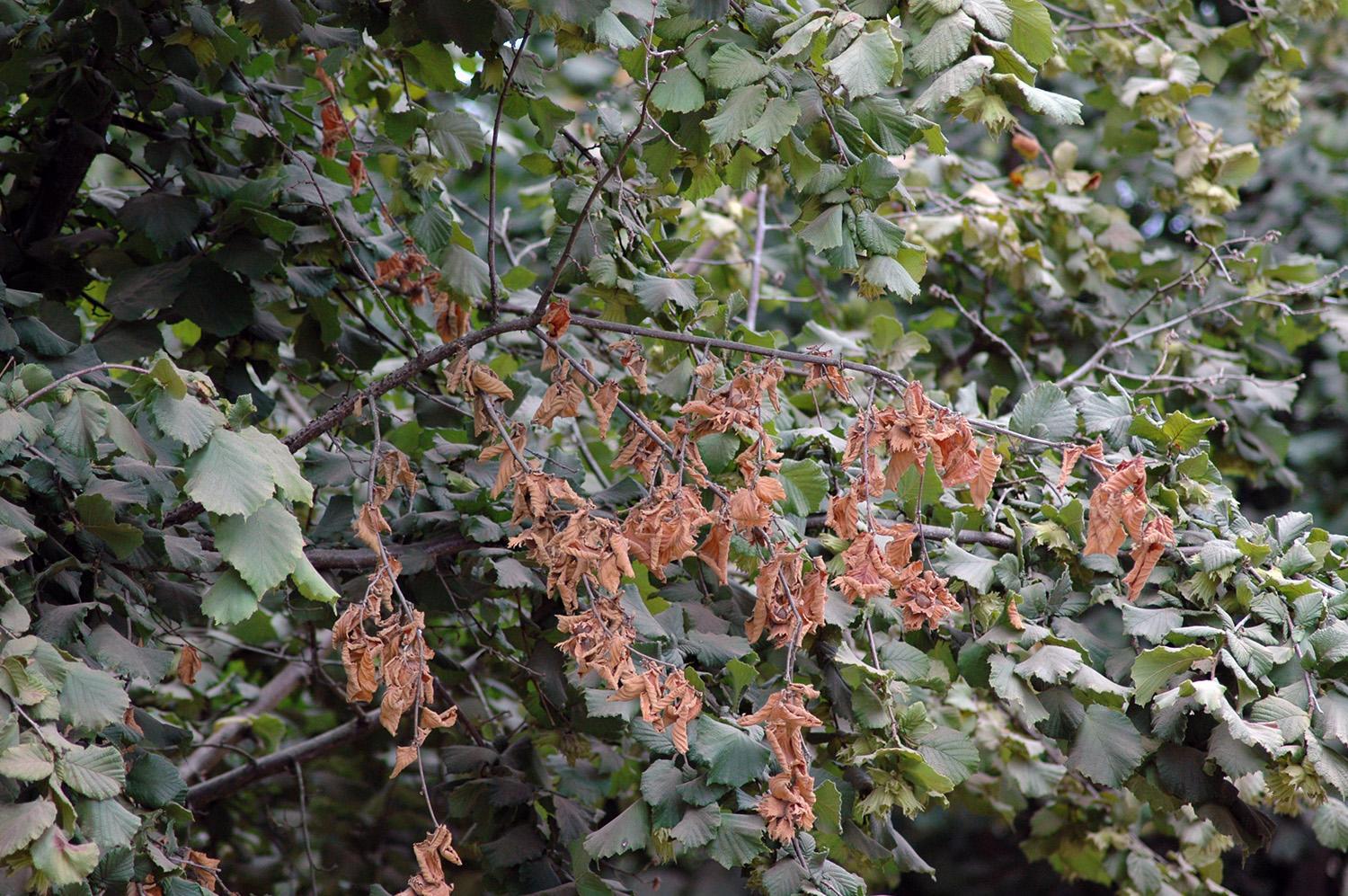 Brown, withered leaves stand out on a tree infected with eastern filbert blight.