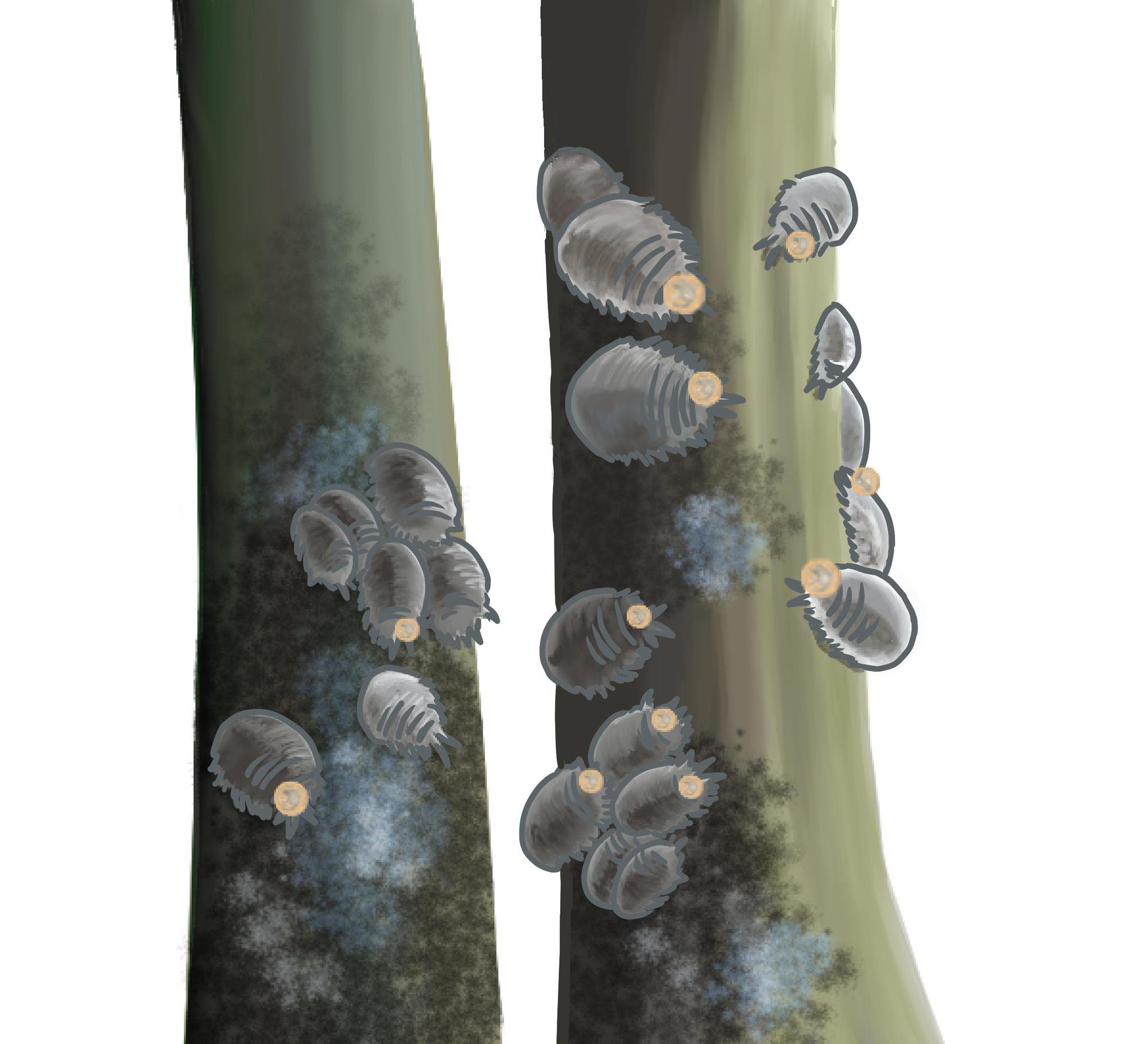 Figure 1. Illustration of female mealybugs on grapevines. These mealybugs can vector grapevine virus, impact fruit quality, produce honeydew and sooty mold, and attract ants.