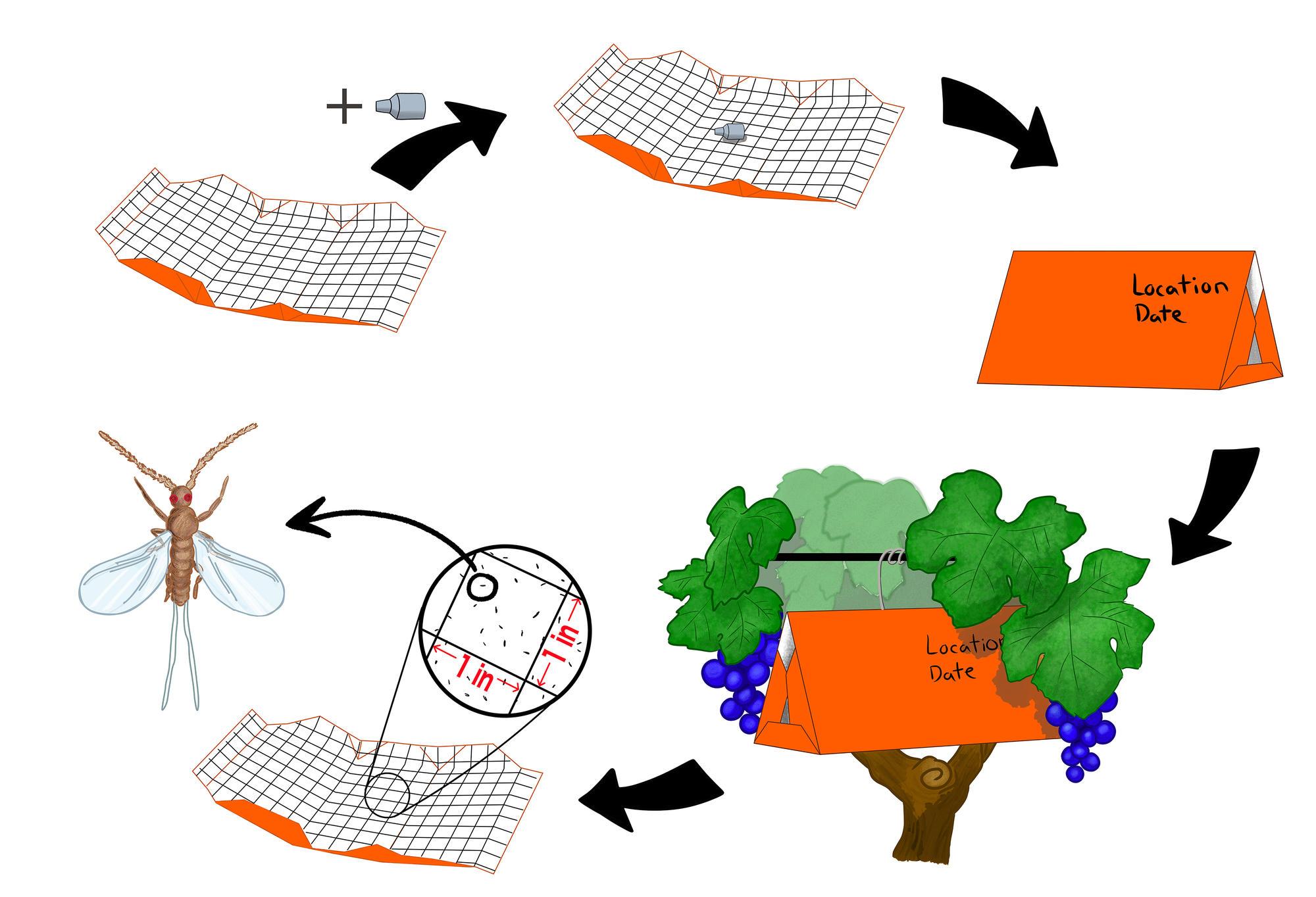 Figure 3. Mealybug trap assembly, placement and placement work-flow (figures not to scale).