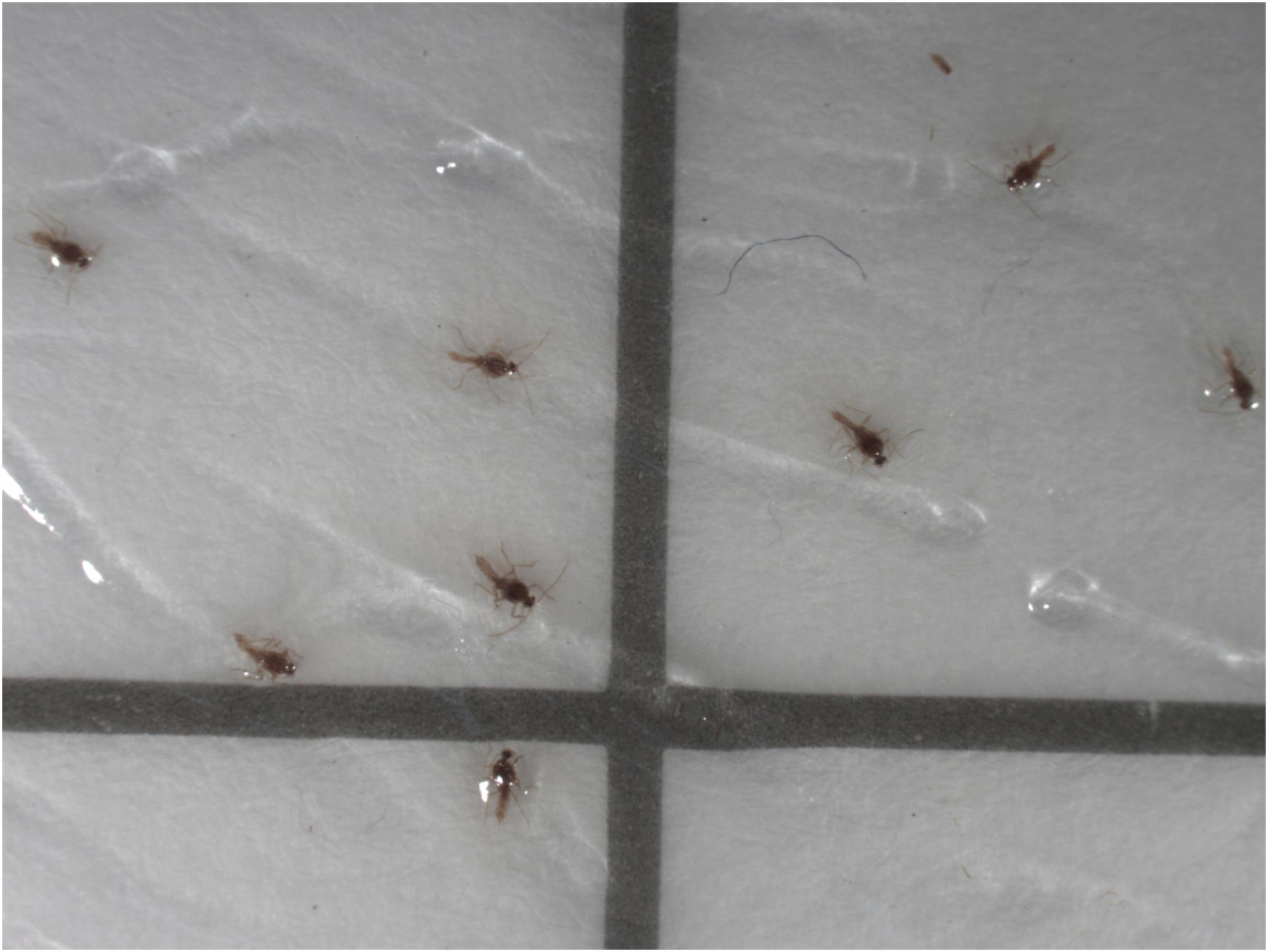 Figure 4a. Adult winged male mealybugs found on the sticky surface of a pheromone-baited trap.