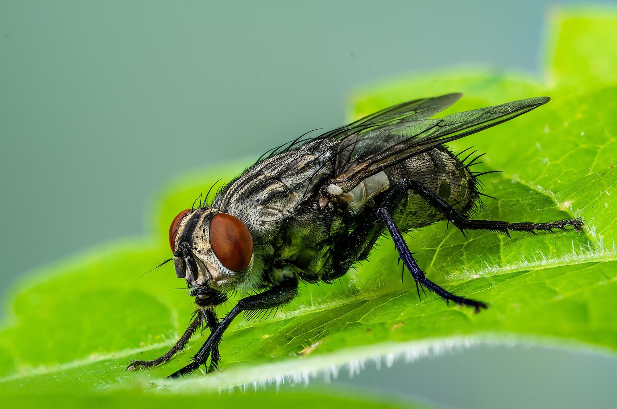 close up of a cluster fly