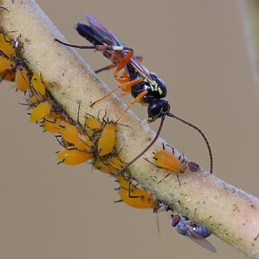 A black wasp with orange leggs on a twig above many orange small aphids